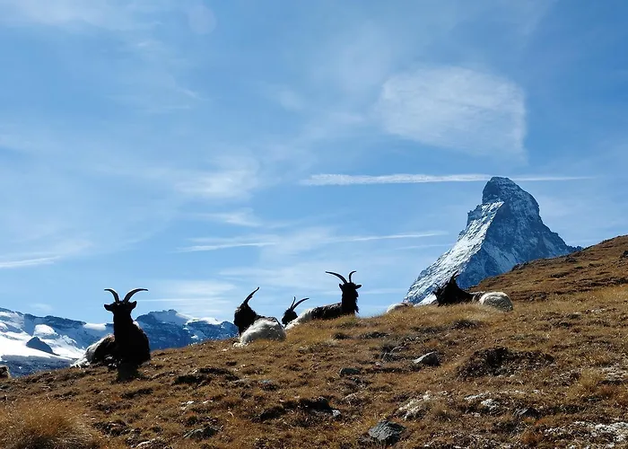 Cosy 3.5 Piece A Apartament *