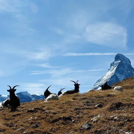 Cosy 3.5 Piece A Apartment *